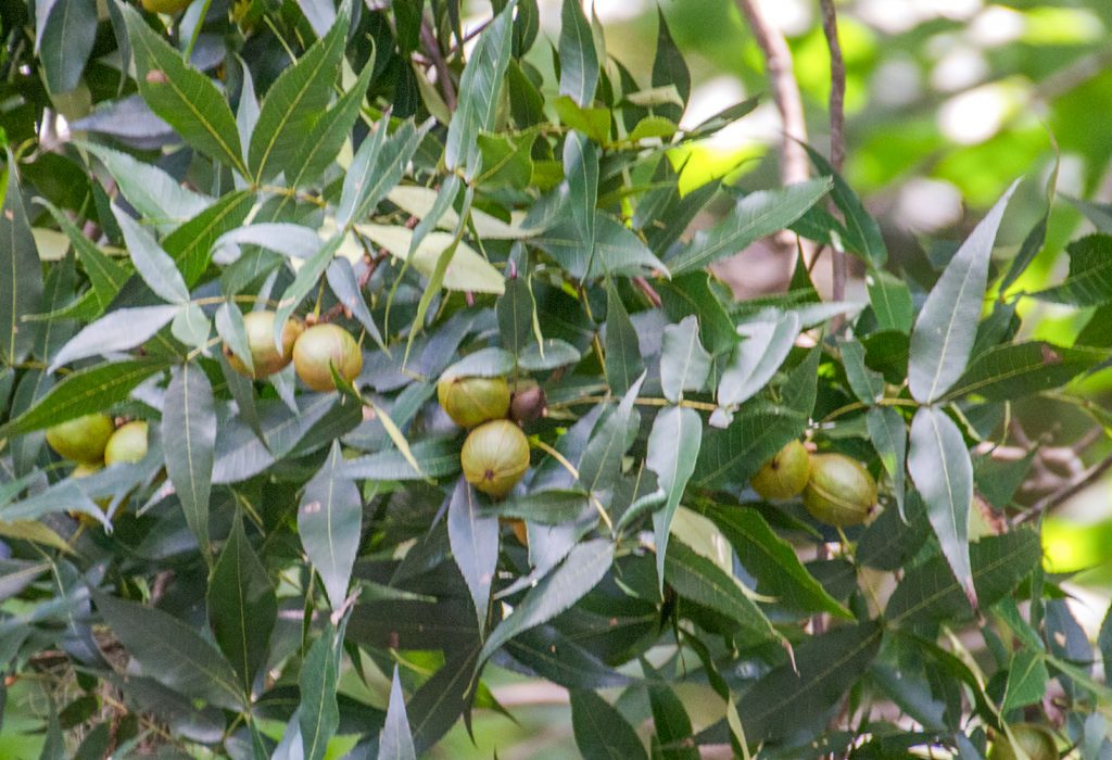 Water Hickory - Carya aquatica