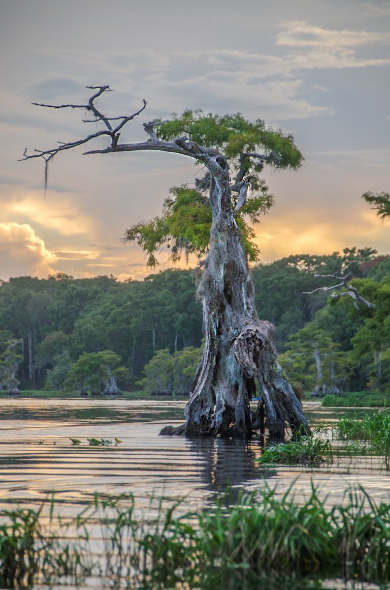 Weathered Cypress Tree | Florida Paddle Notes