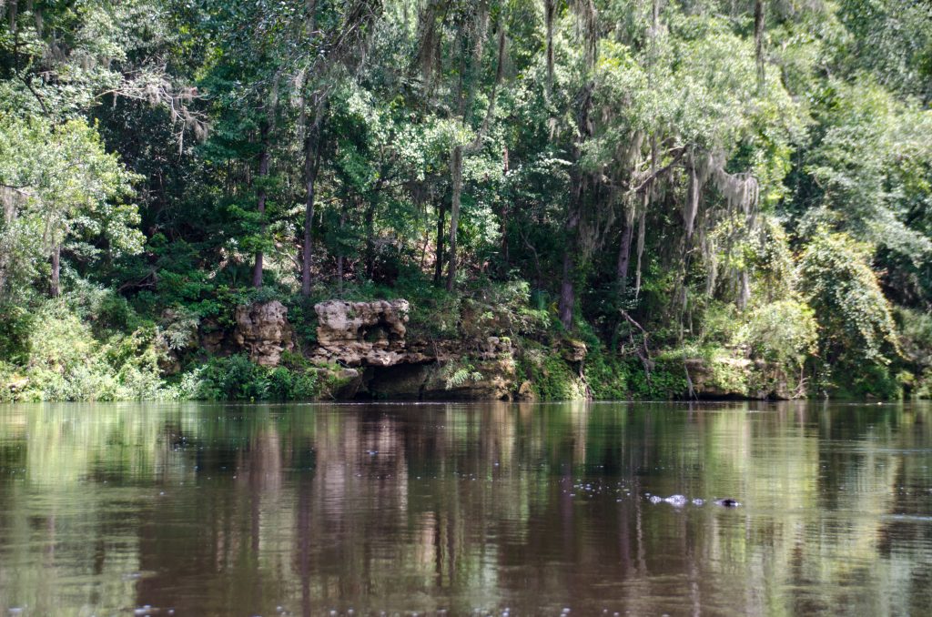 Withlacoochee River -Limerock Shoreline