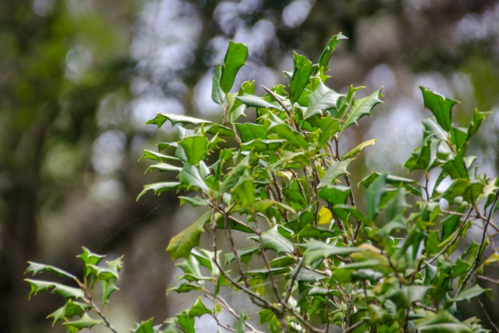 American Holly - Ilex opaca