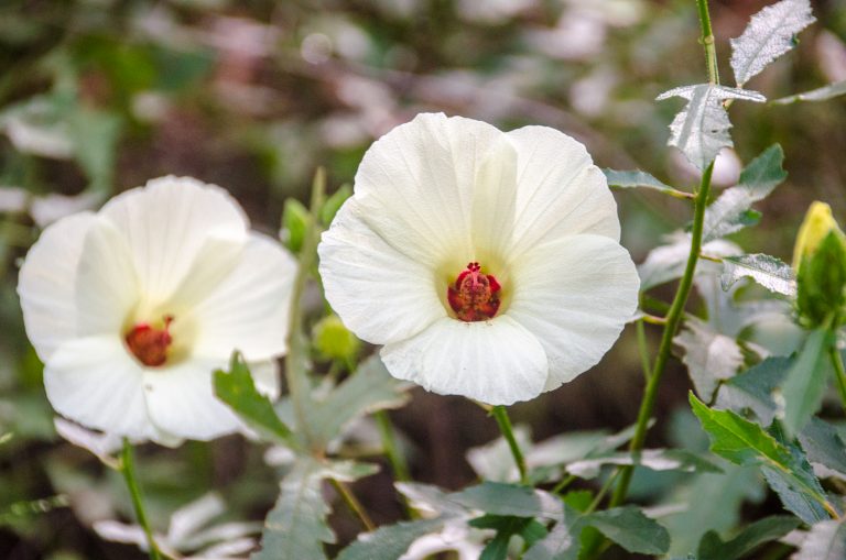 Halberd-leaf Rose Mallow – Hibiscus Laevis | Florida Paddle Notes