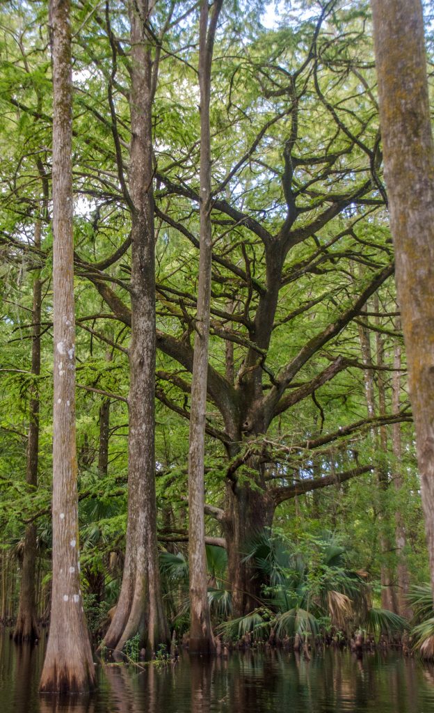 Old Cypress on Prairie Creek