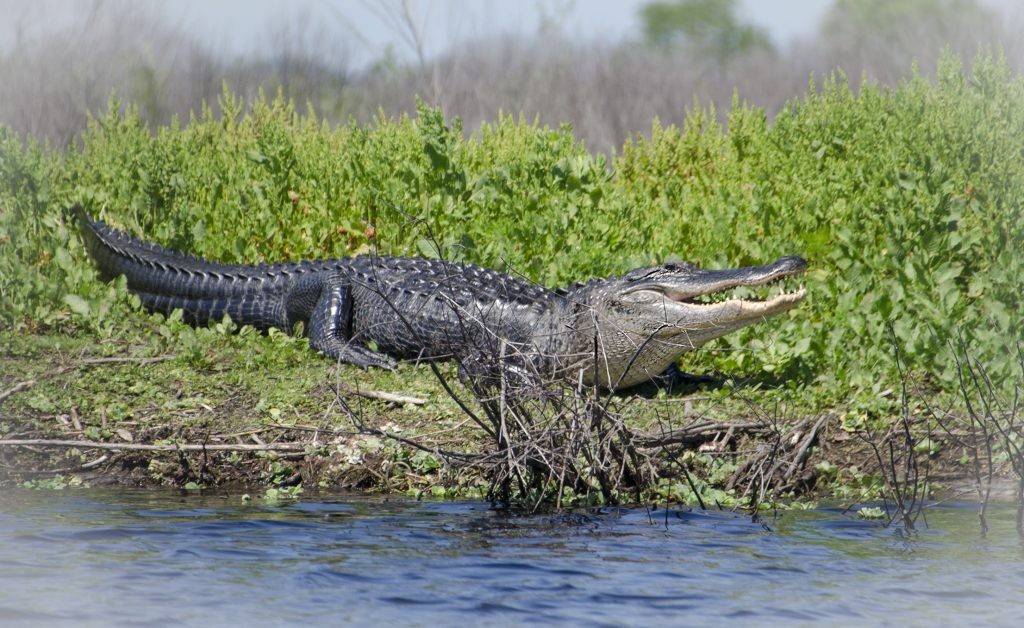 Paynes Prairie Alligator