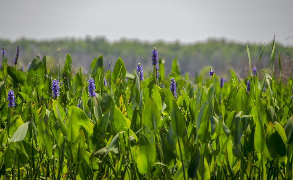 Pickerel Weed - Pontederia cordata