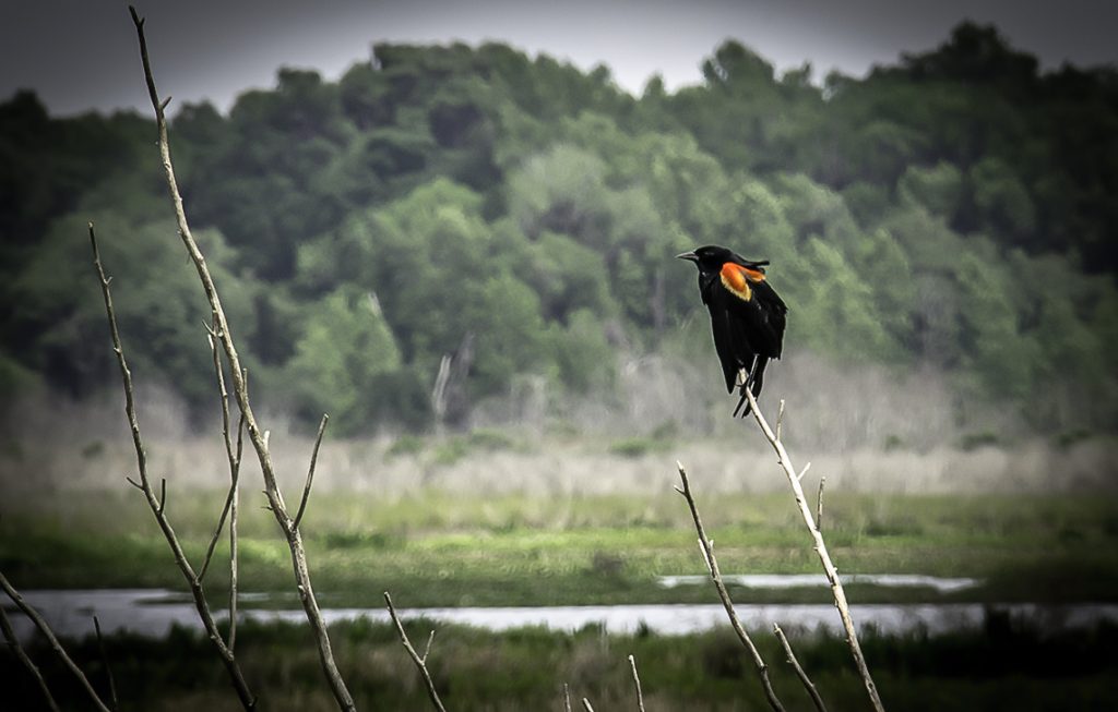 Red Wing Blackbird - Agelaius phoeniceus