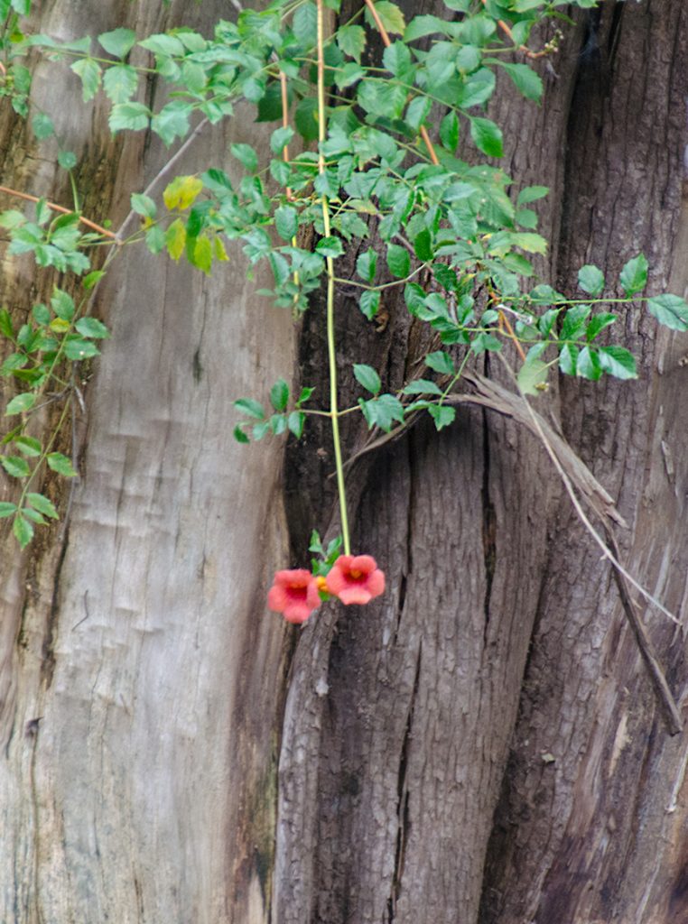 Trumpet Vine - Campsis radicans