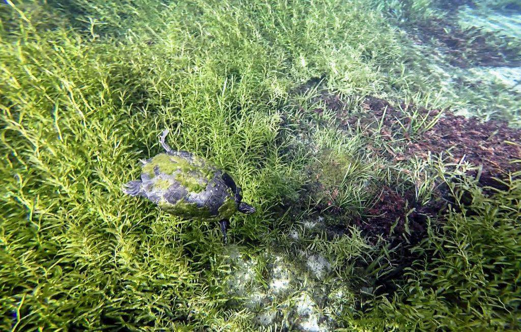 Turtle dives below the surface