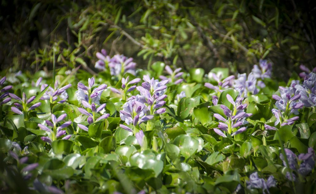 Water Hyacinth - Eichhornia crassipes