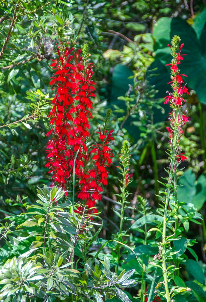 Cardinal Flower – Lobelia cardinalis | Florida Paddle Notes