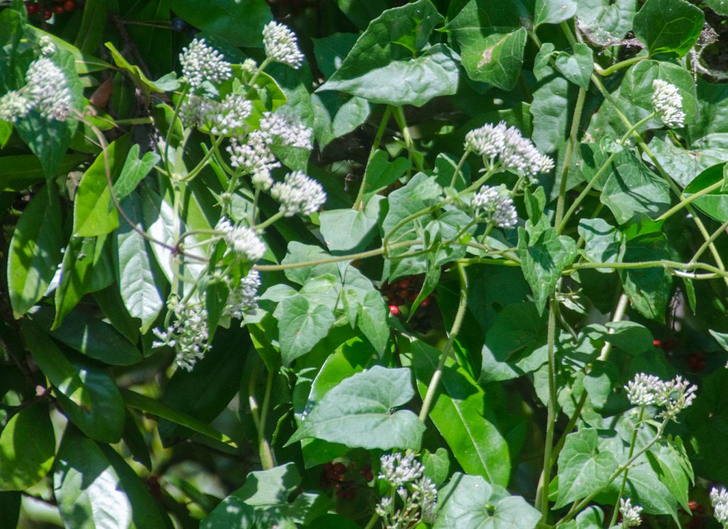 Climbing Hemp Vine - Mikania scandens