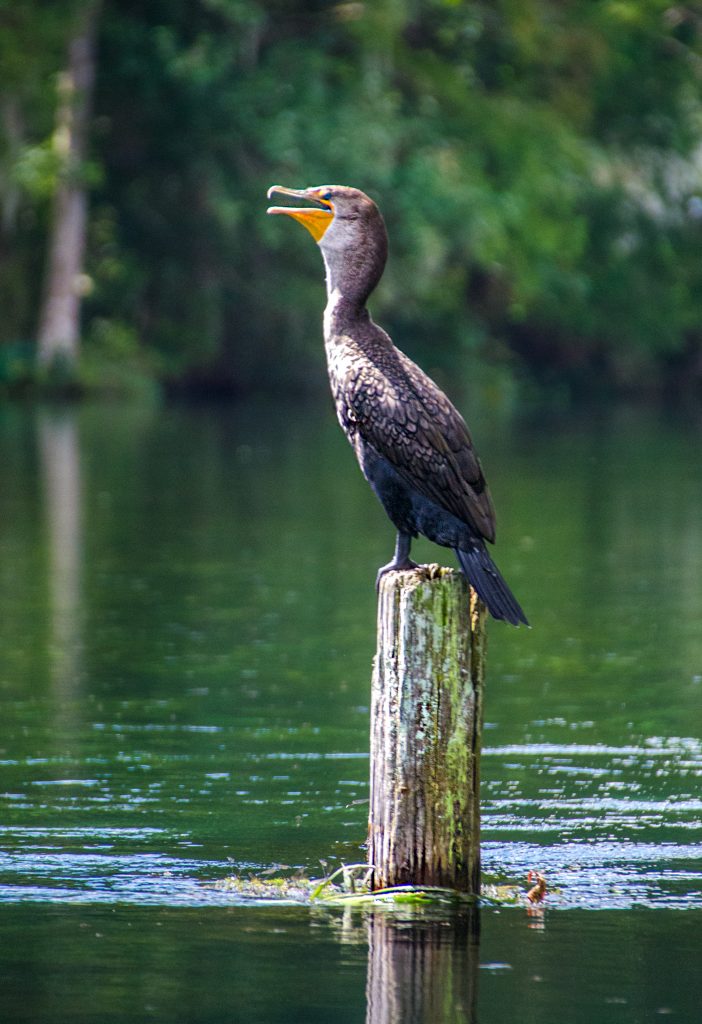 Cormorant - Phalacrocoracidae spp