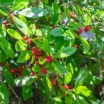 Dahoon Holly - Ilex cassine