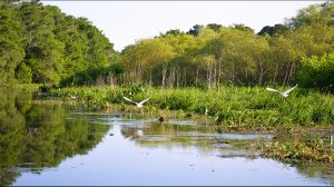 Egrets on Cross Creek