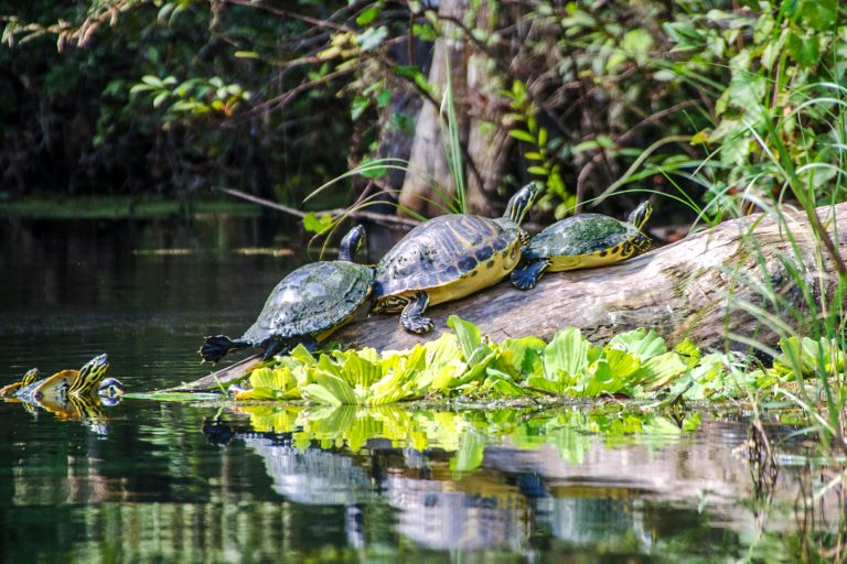 Five Turtles – Florida Paddle Notes