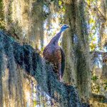 Florida Turkey - Meleagris gallopavo osceola
