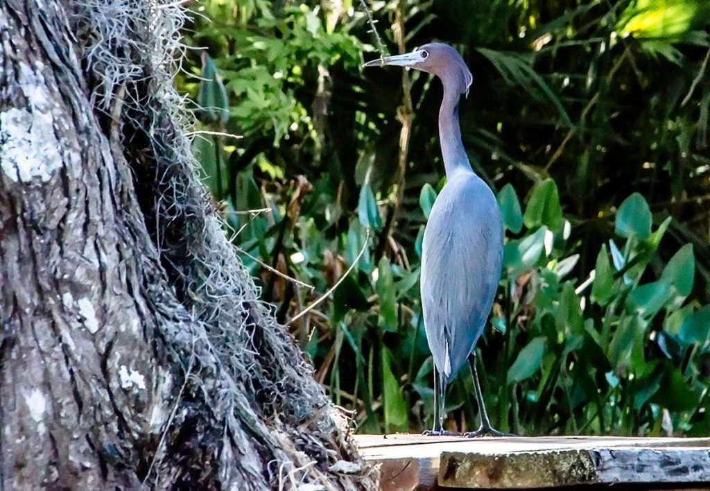 Little Blue Heron on Cross Creek