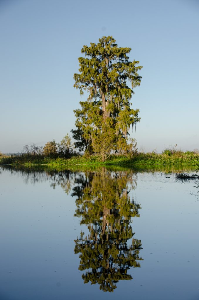 Mirrored Cypress at 'The Intersection'