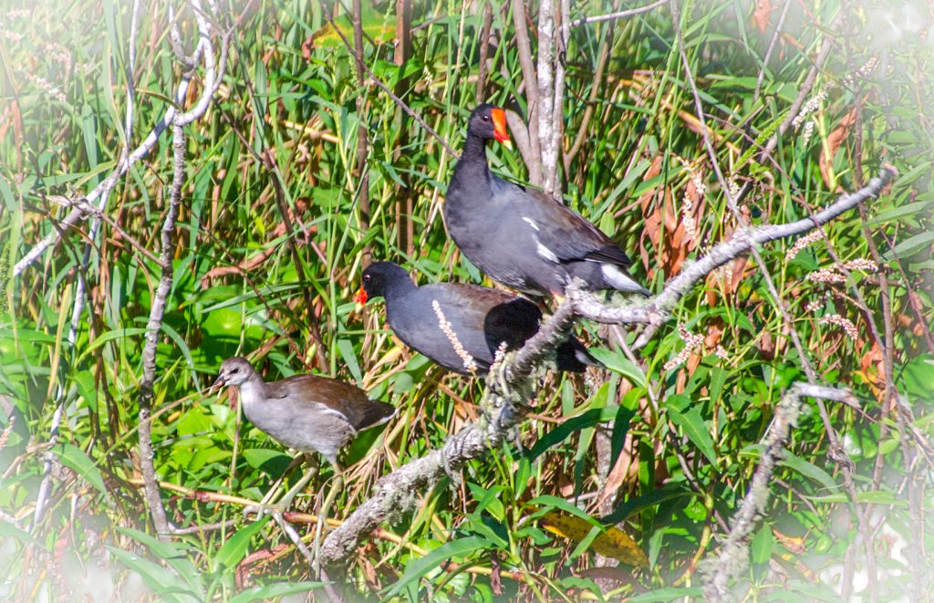 Moorhen - Gallinula chloropus