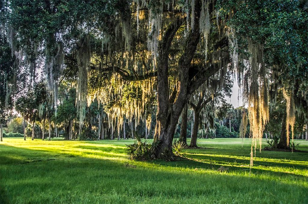 Live Oak at Cross Creek