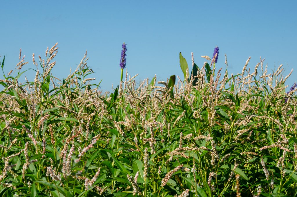 Smart Weed and Pickerel Weed