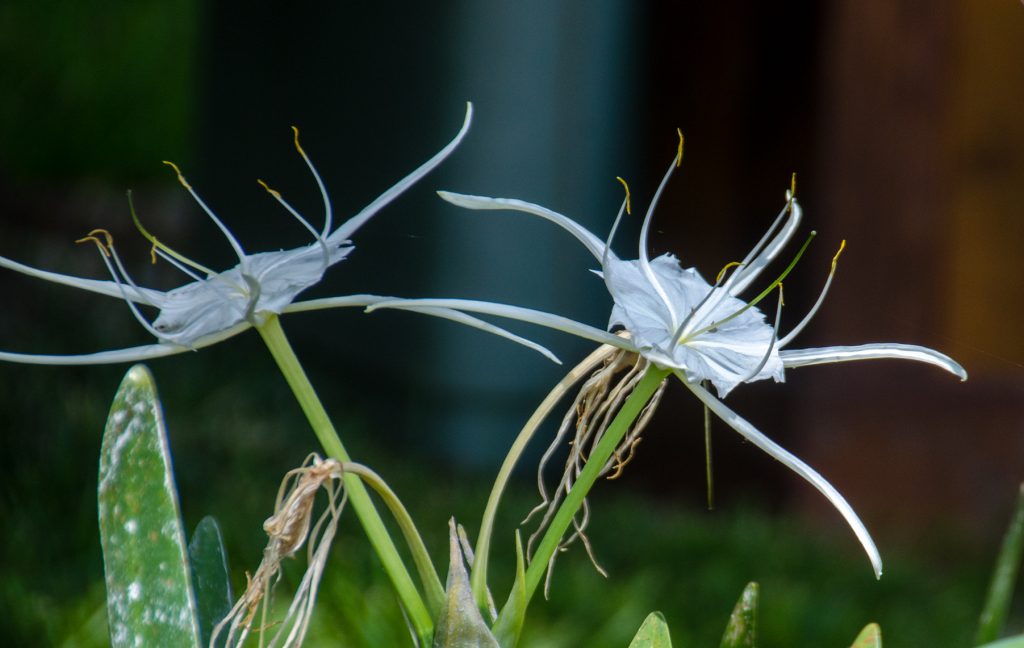 Spider Lily - Hymenocallis latifolia