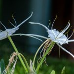 Spider Lily - Hymenocallis latifolia