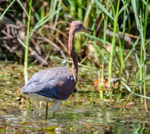 Tri-Colored Heron – Egretta tricolor | Florida Paddle Notes