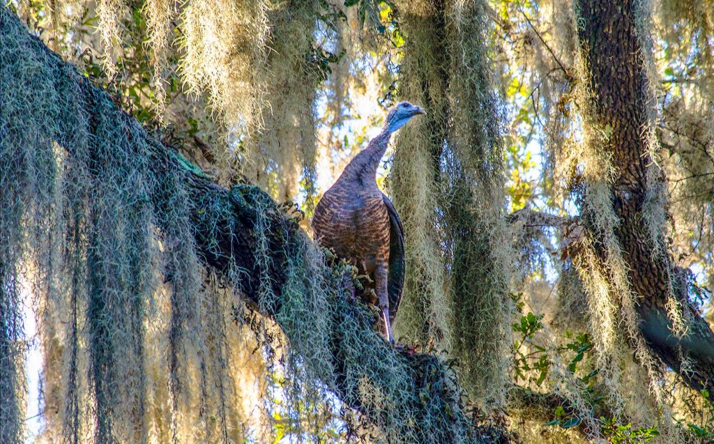 Florida Turkey - Meleagris gallopavo osceola