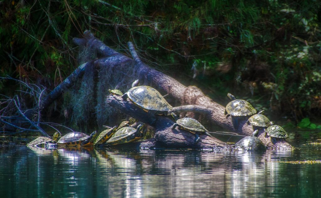 Turtle Hotel