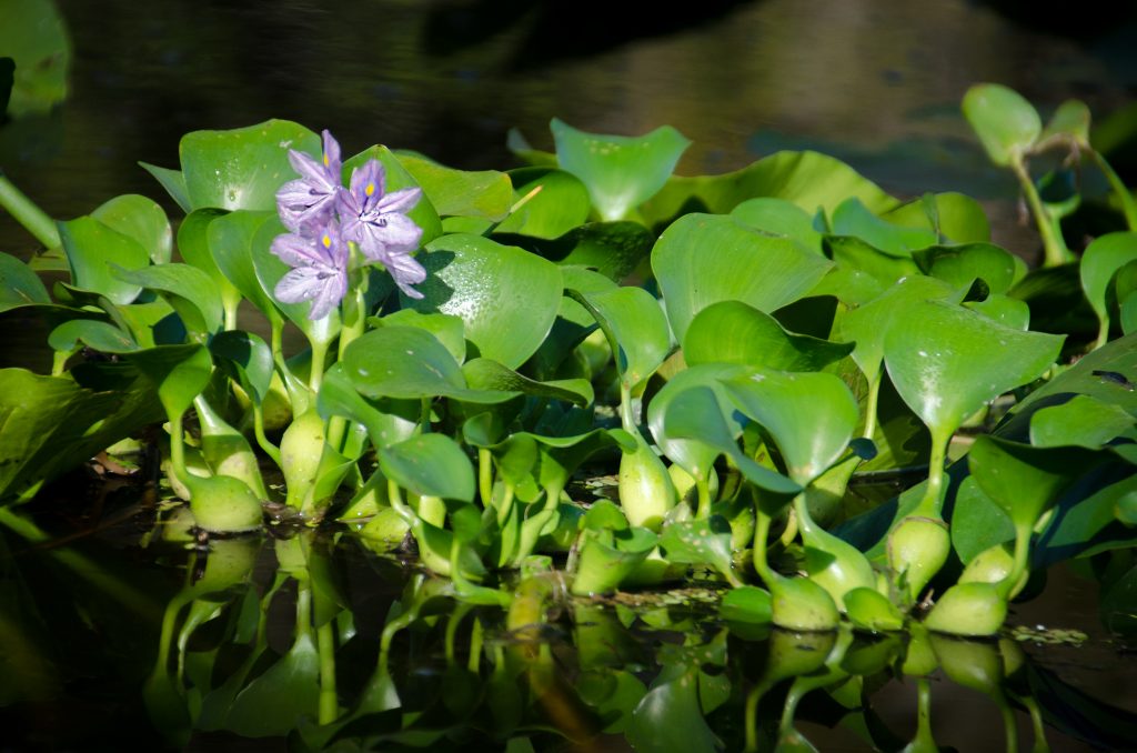 Water Hyacinth - Eichhornia crassipes