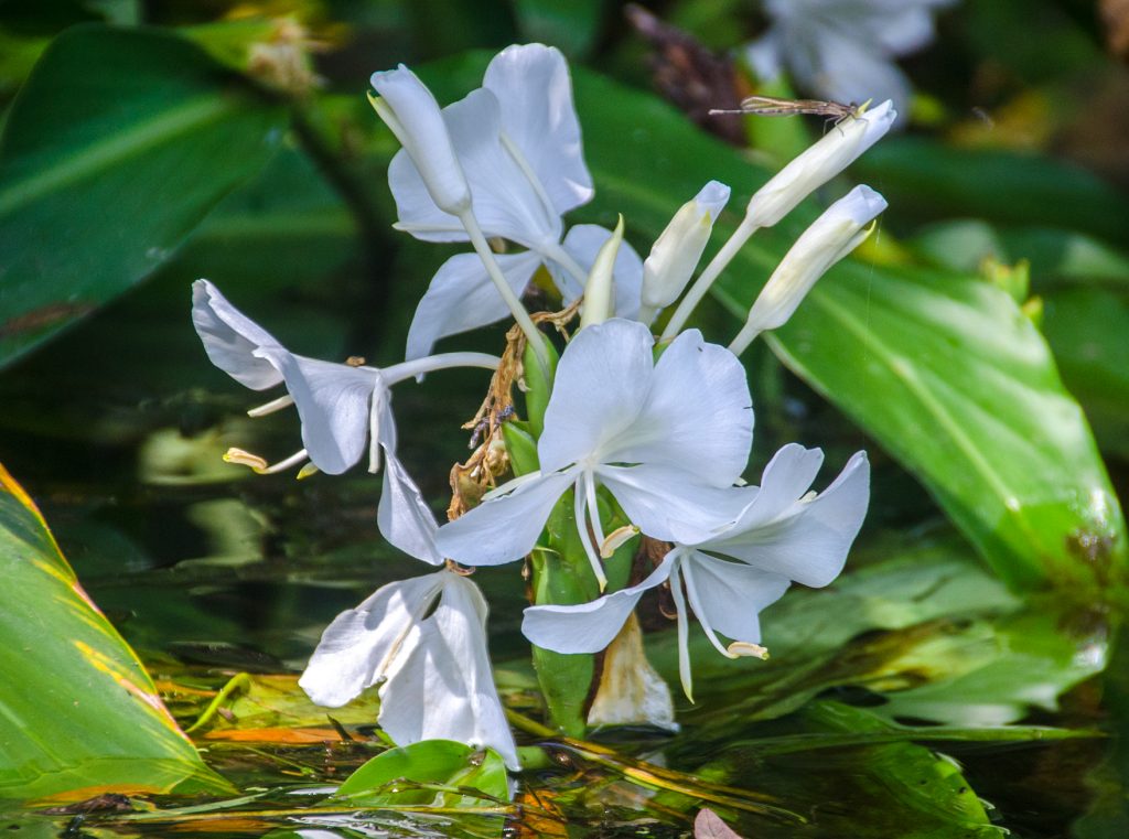 White Butterfly Ginger - Hedychium coronarium