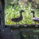 Young Wood Ducks - Aix sponsa