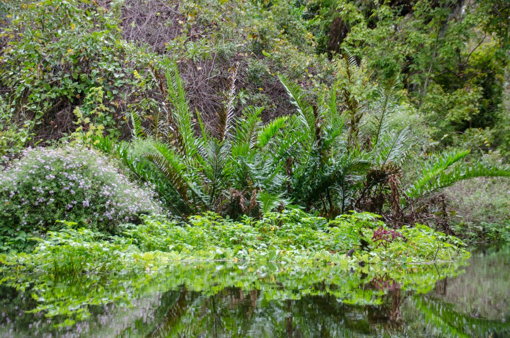 Aquatic Plant Composite