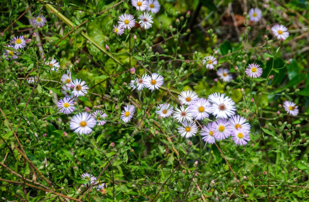 Climbing Aster - Symphyotrichum carolinianum