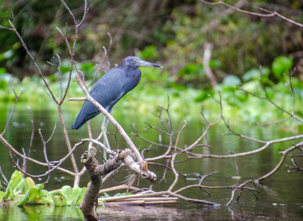 Little Blue Heron - Egretta caerulea