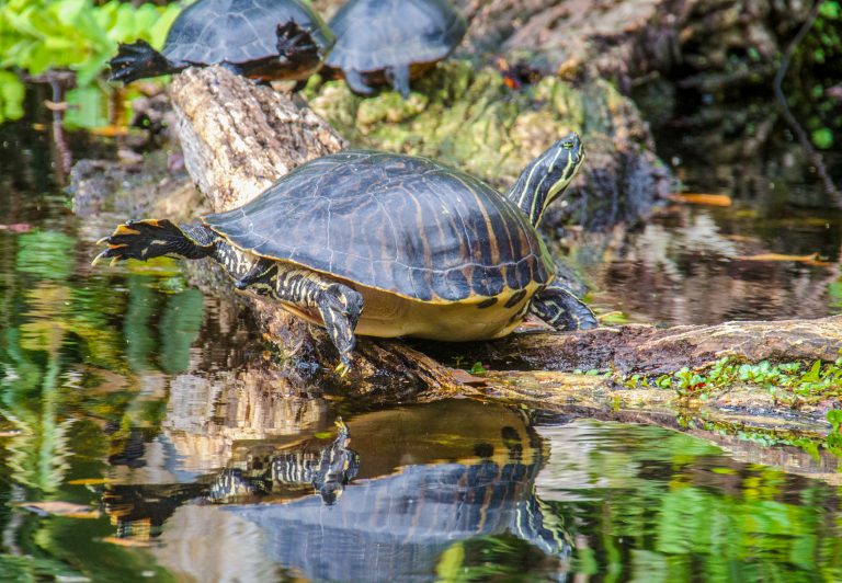 River Cooter – Pseudemys concinna | Florida Paddle Notes