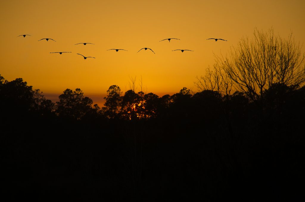 Sandhill Cranes at Sunset