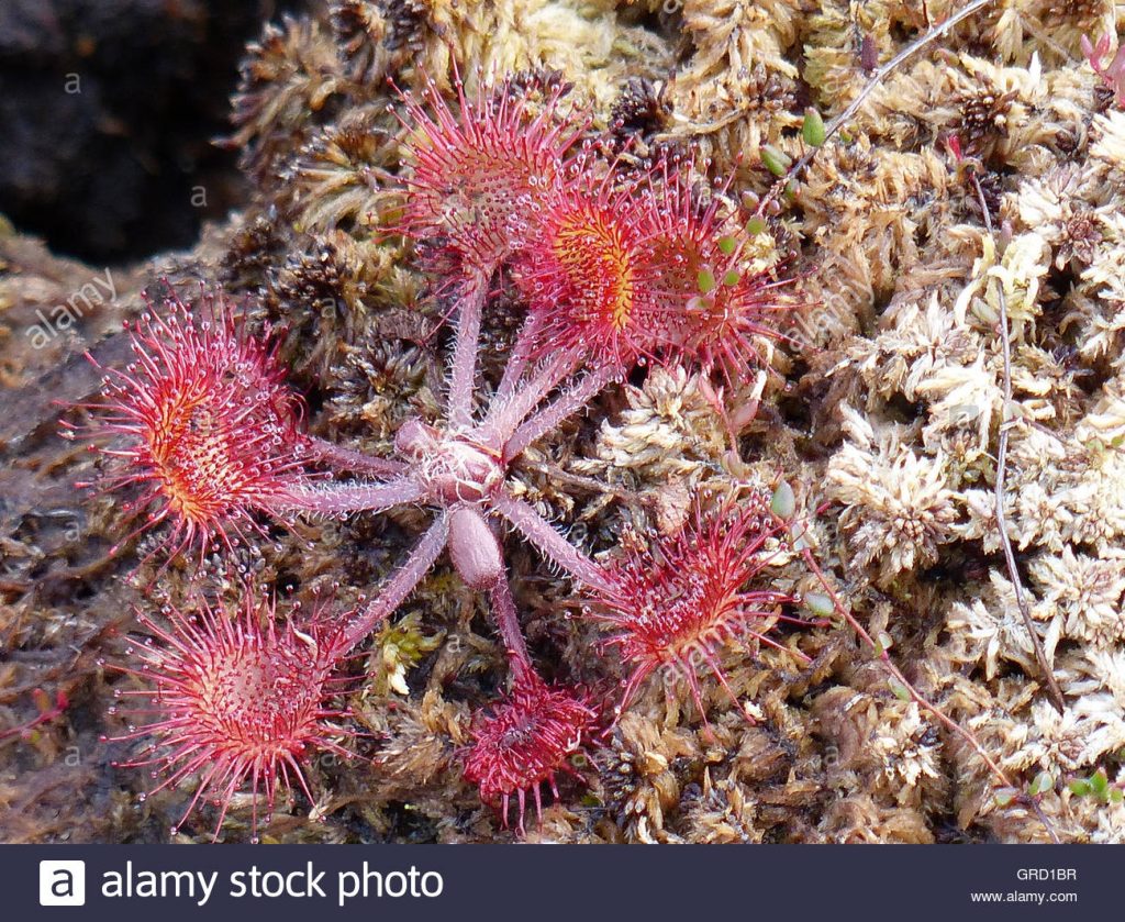 Sundew - Drosera Rotundifolia