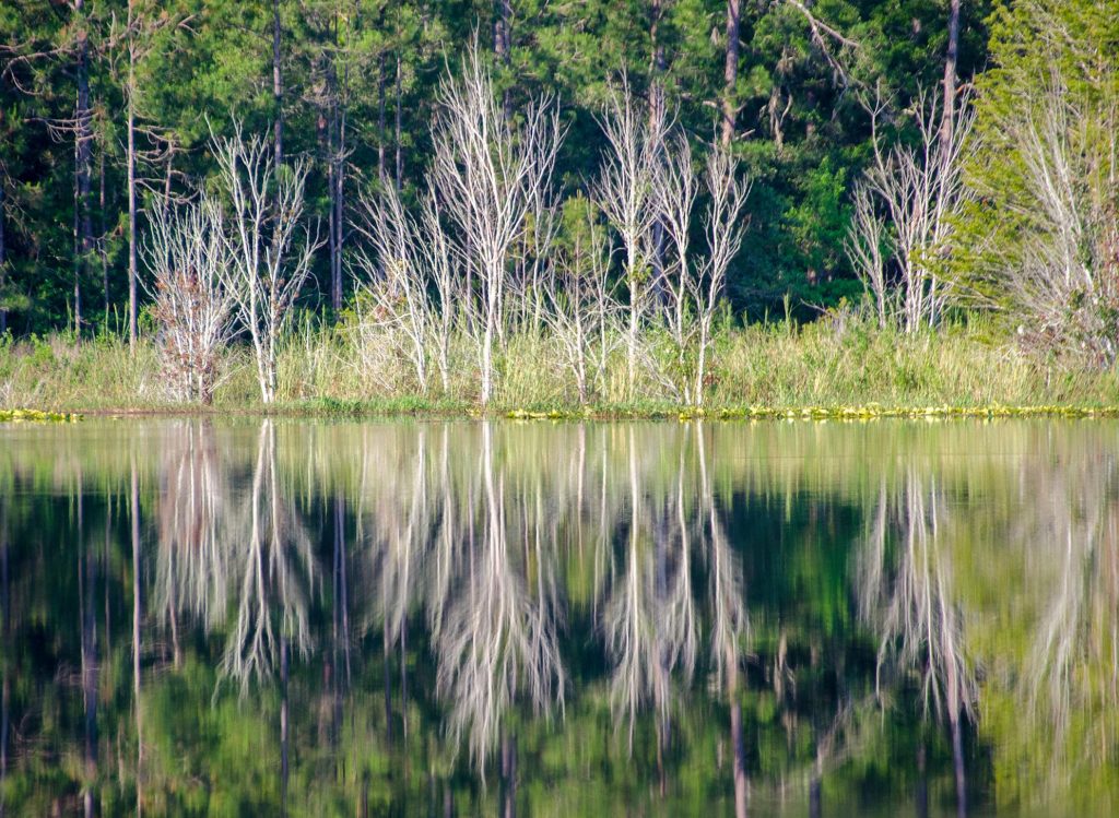 Tree Reflections on Lake Fanny