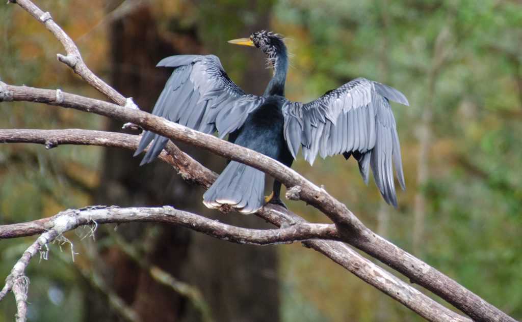 Anhinga - Anhinga anhinga