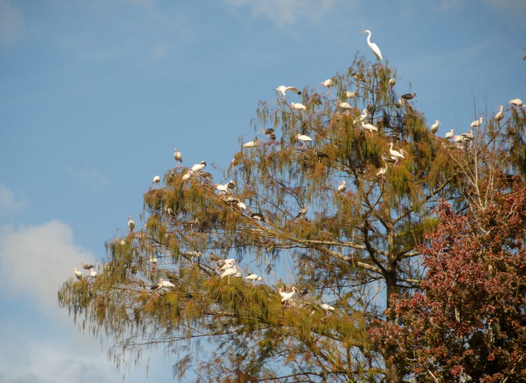 Bird Tree