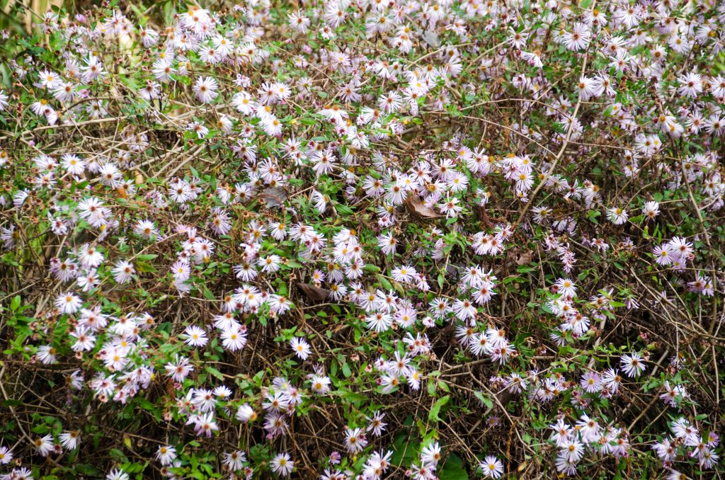 Climbing Astor - Aster carolinianum