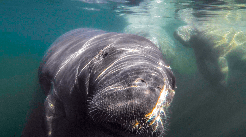 Curious Manatee at Salt Springs