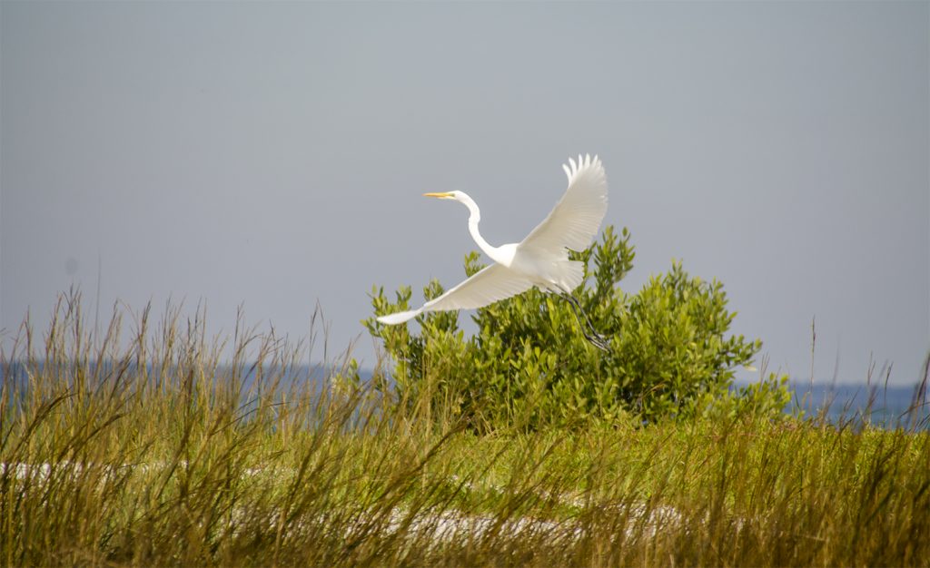 Egret on Scale Key