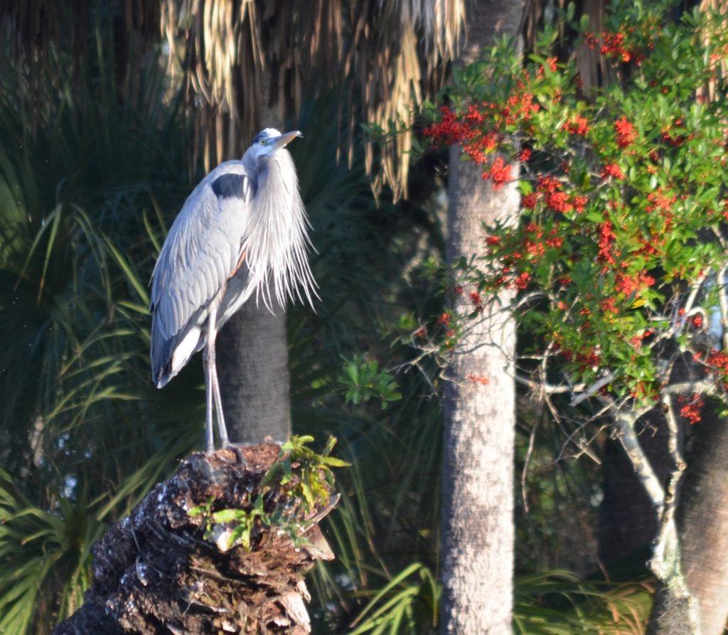 Great Blue Heron