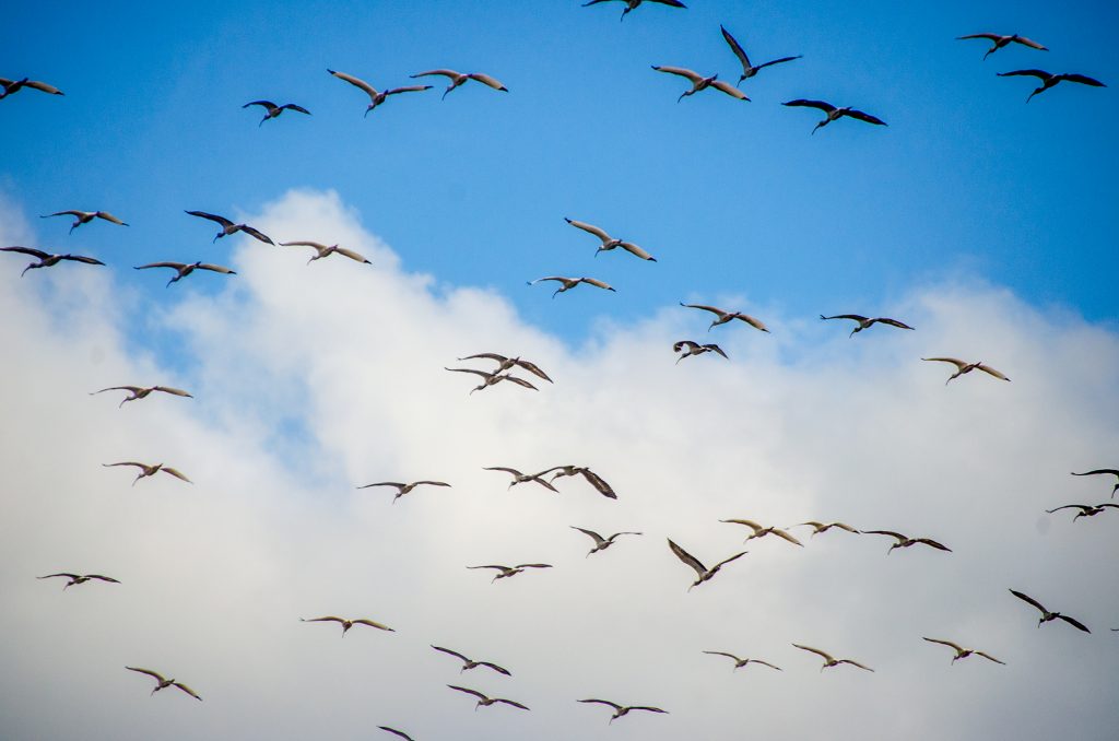 Ibis fly above the Ocklawaha