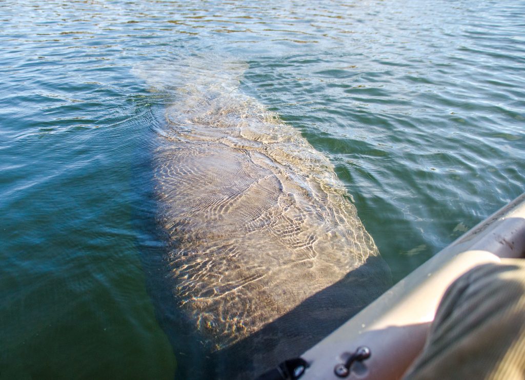 Large Manatee Nudges Kayak