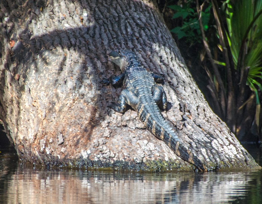 Little Gator Big Tree