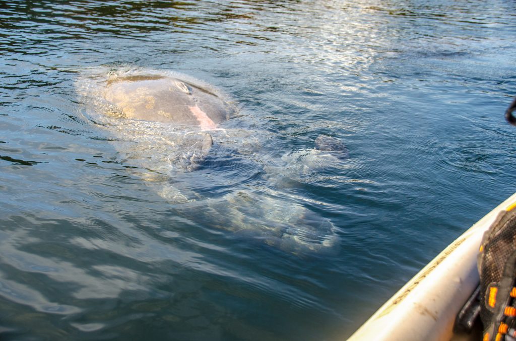 Manatee Rolls Over