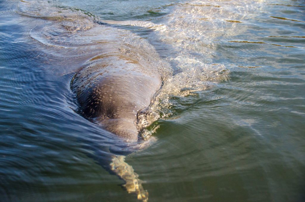 Manatee Swims over to say hello